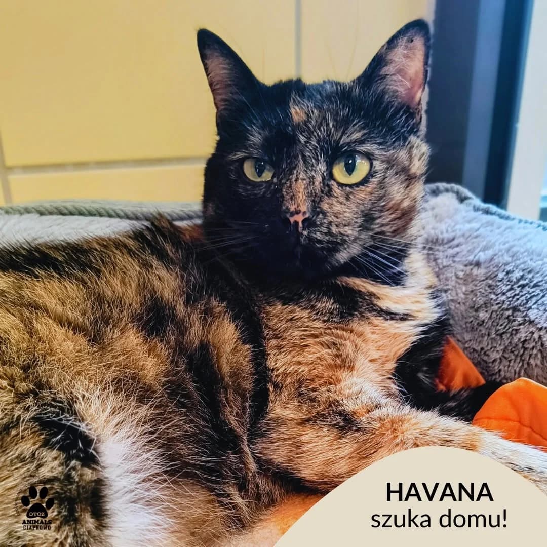 Havana, female 4yo Mixed Breed for adoption at Schronisko Ciapkowo Gdynia