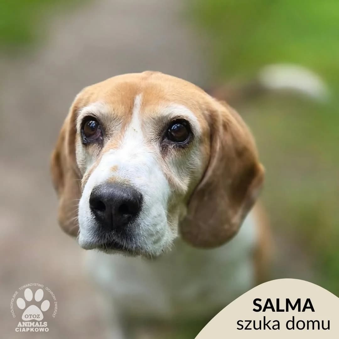 Salma, female senior Beagle for adoption at Schronisko Ciapkowo Gdynia