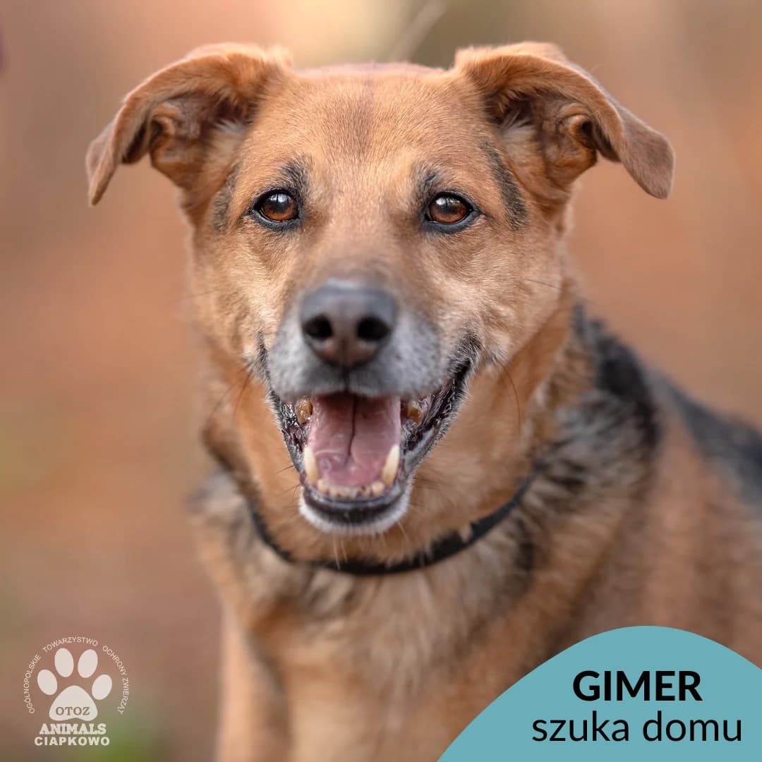 Gimer, male senior mixed breed for adoption at Schronisko Ciapkowo Gdynia