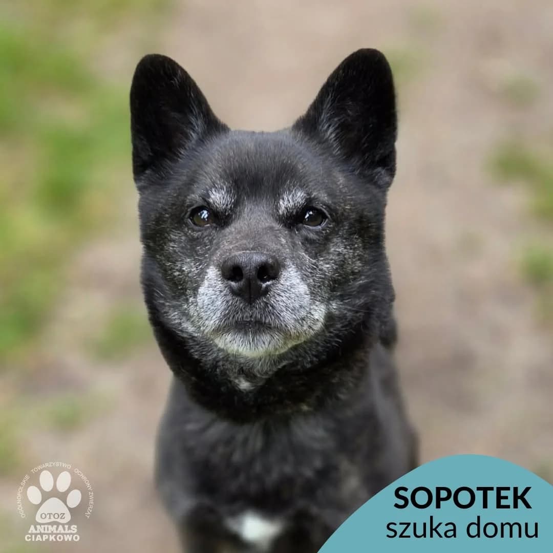 Sopotek, male 6yo mixed breed for adoption at Schronisko Ciapkowo Gdynia