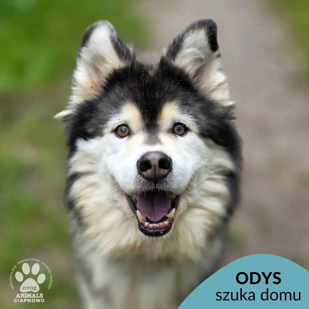 Odys, male senior Husky for adoption at Schronisko Ciapkowo Gdynia