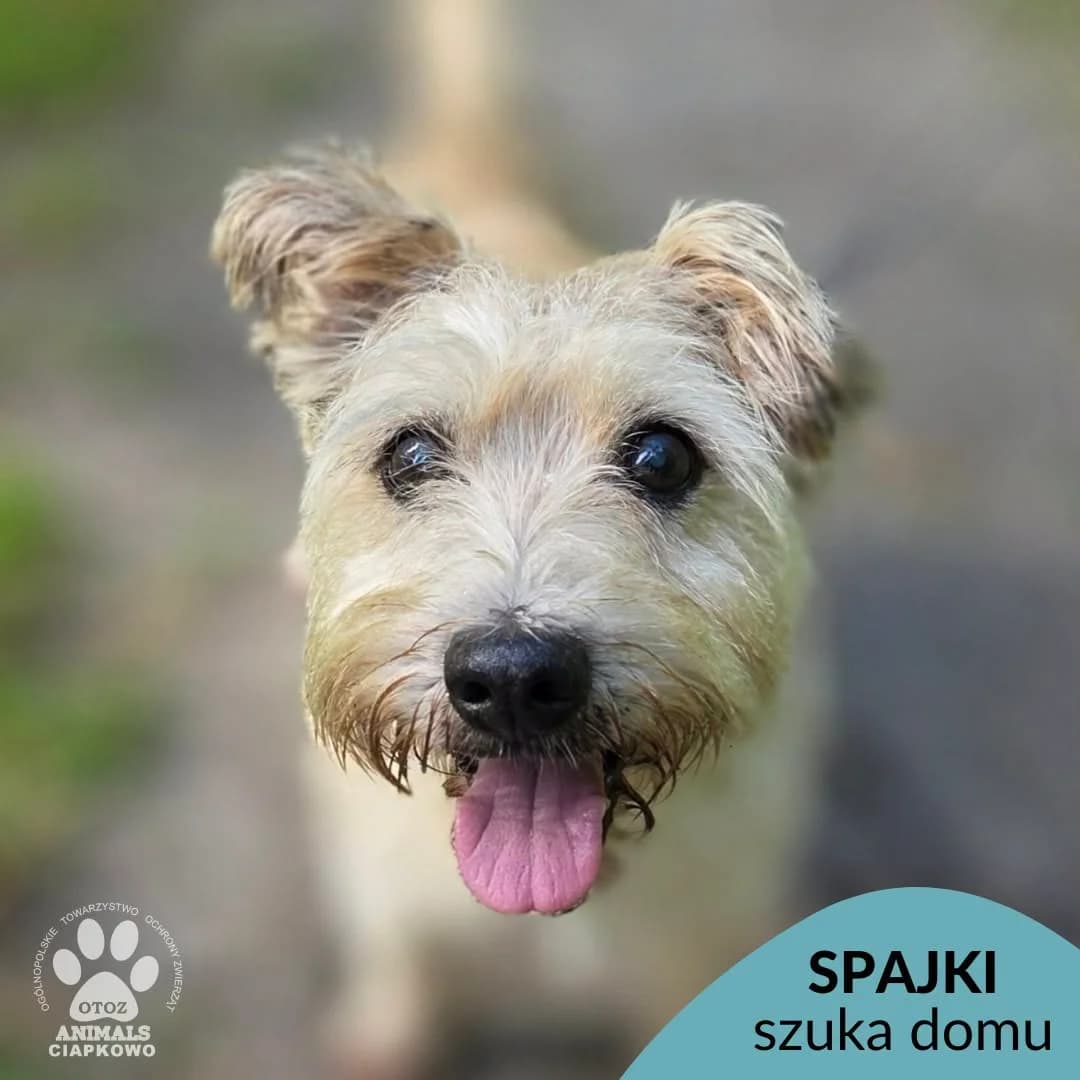 Spajki, male senior mixed breed for adoption at Schronisko Ciapkowo Gdynia