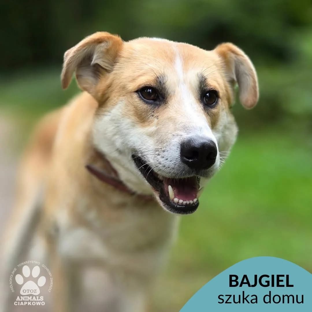 Bajgiel, male 4yo mixed breed for adoption at Schronisko Ciapkowo Gdynia