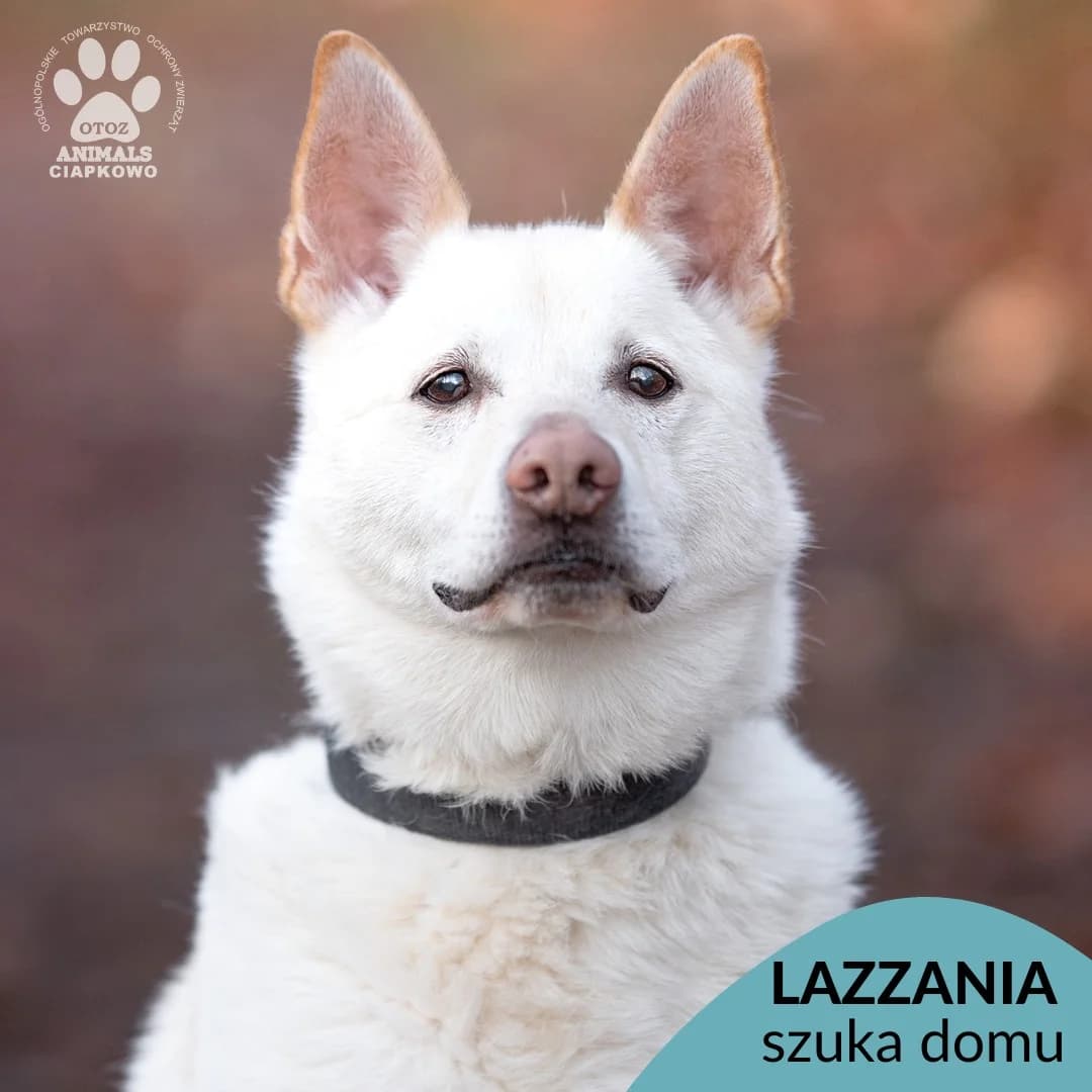 Lazzania, male senior mixed breed for adoption at Schronisko Ciapkowo Gdynia