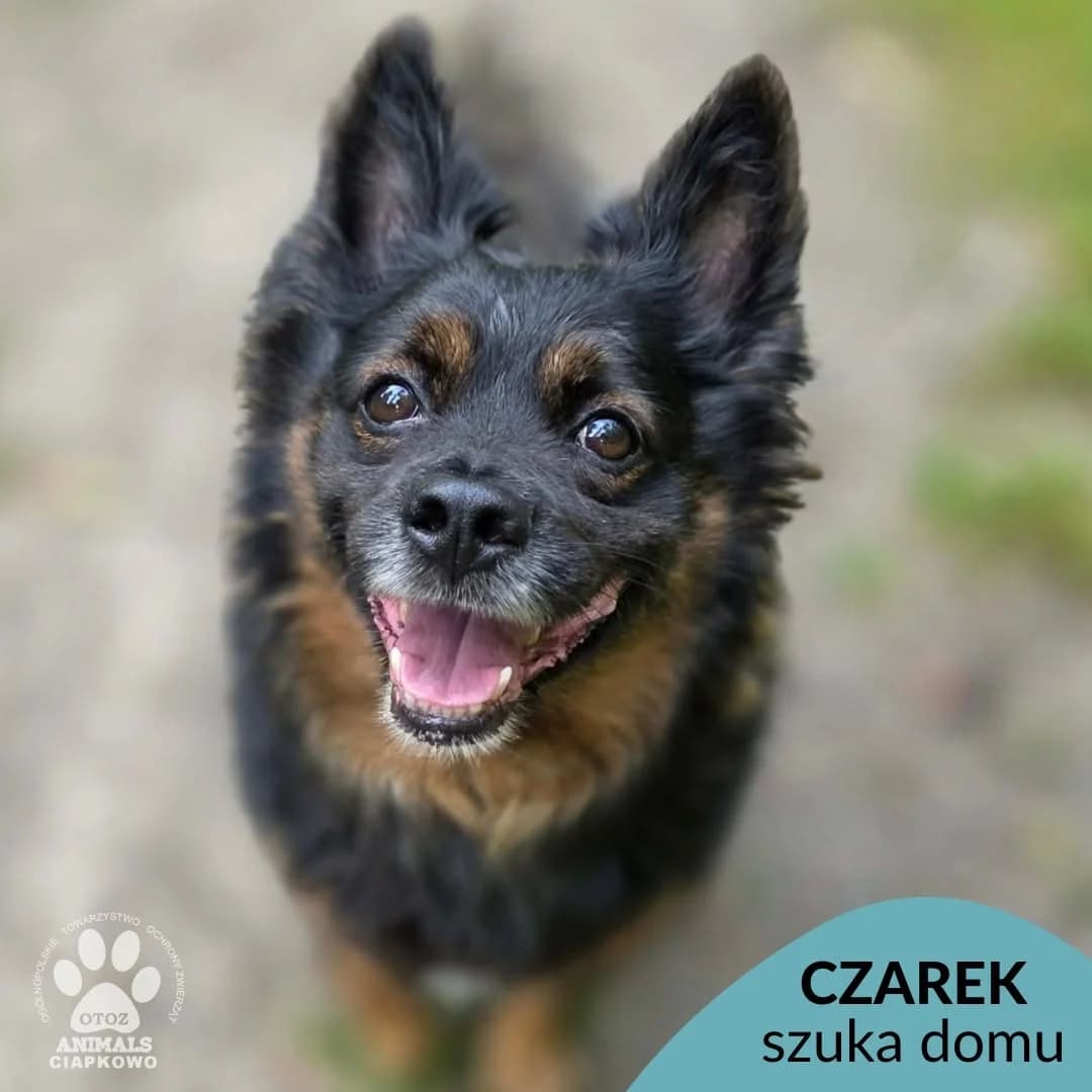 Czarek, male 5yo mixed breed for adoption at Schronisko Ciapkowo Gdynia