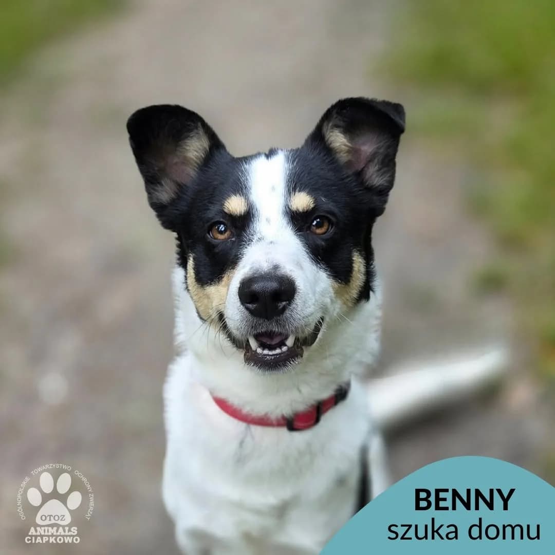 Benny, male young mixed breed for adoption at Schronisko Ciapkowo Gdynia