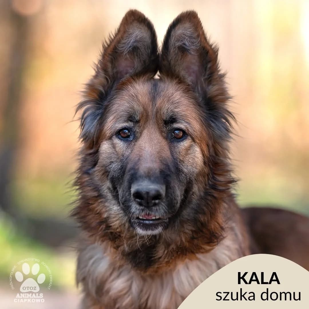 Kala, female 5yo mixed breed for adoption at Schronisko Ciapkowo Gdynia