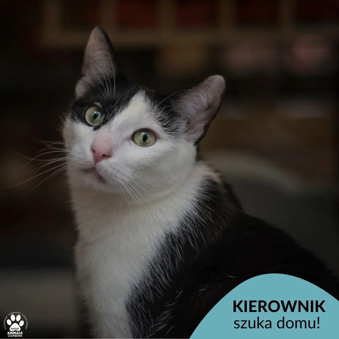 Kierownik, male 4yo Mixed Breed for adoption at Schronisko Ciapkowo Gdynia