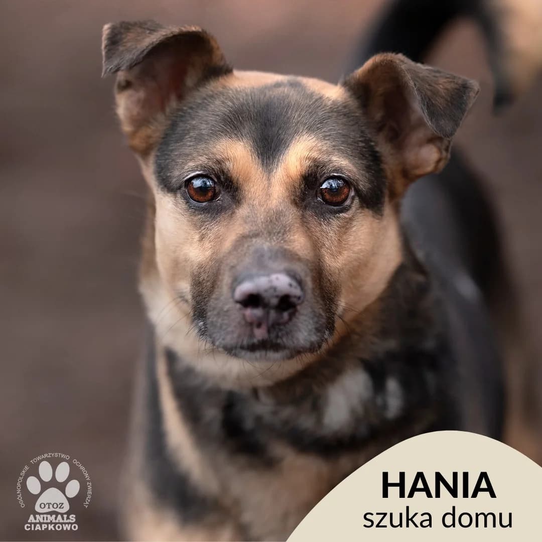 Hania, female senior mixed breed for adoption at Schronisko Ciapkowo Gdynia