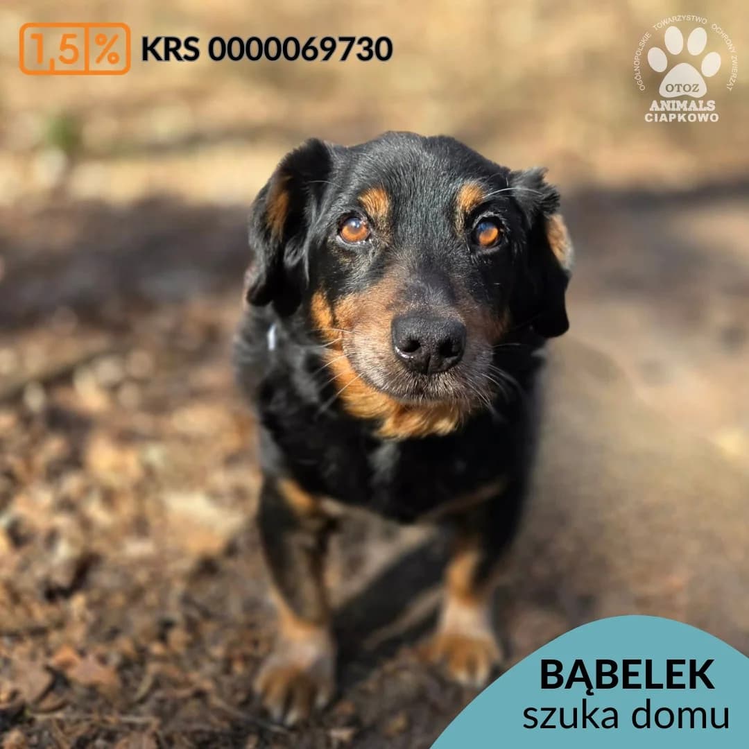 Bąbelek, male senior mixed breed for adoption at OTOZ Animals Schronisko Ciapkowo