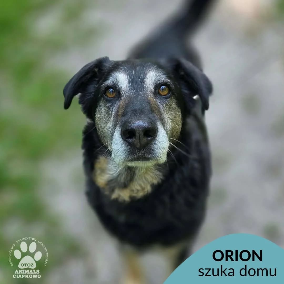 Orion, male 7yo mixed breed for adoption at Schronisko Ciapkowo Gdynia