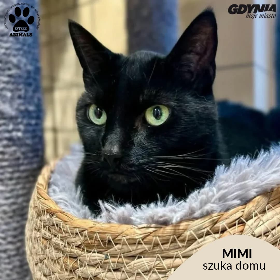 Mimi II, female senior Mixed Breed for adoption at Schronisko Ciapkowo Gdynia