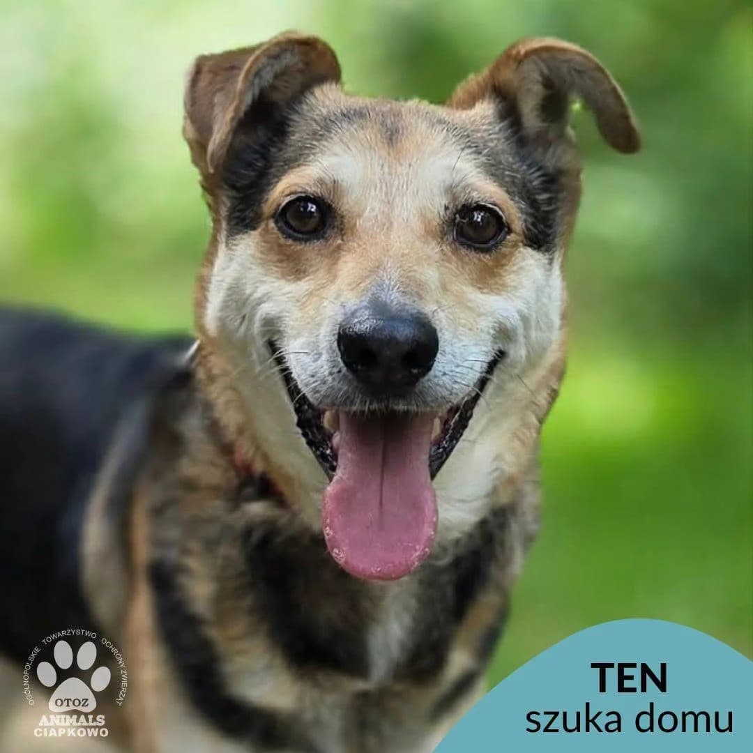 Ten, male senior mixed breed for adoption at Schronisko Ciapkowo Gdynia
