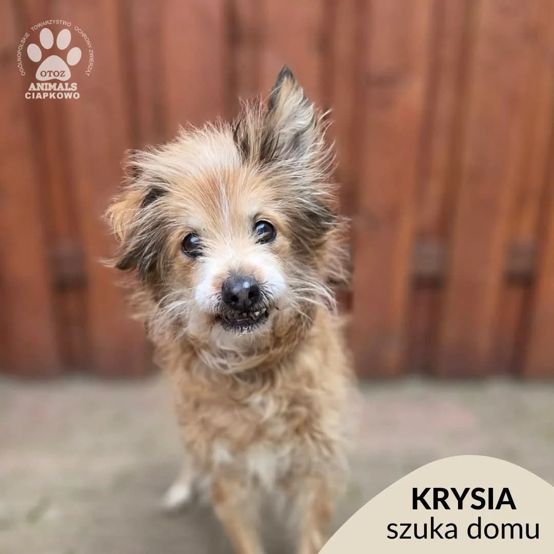 Krysia, female senior mixed breed for adoption at Schronisko Ciapkowo Gdynia