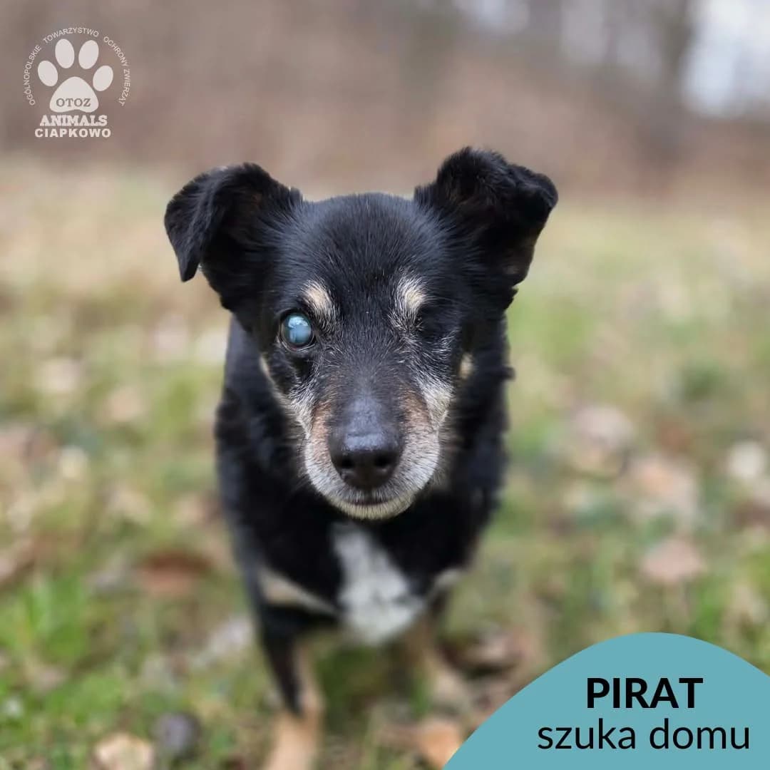 Pirat, male senior mixed breed for adoption at Schronisko Ciapkowo Gdynia
