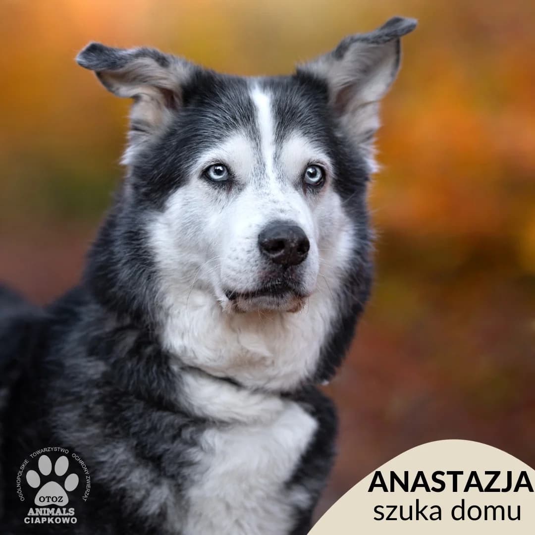 Anastazja, female senior Husky for adoption at Schronisko Ciapkowo Gdynia