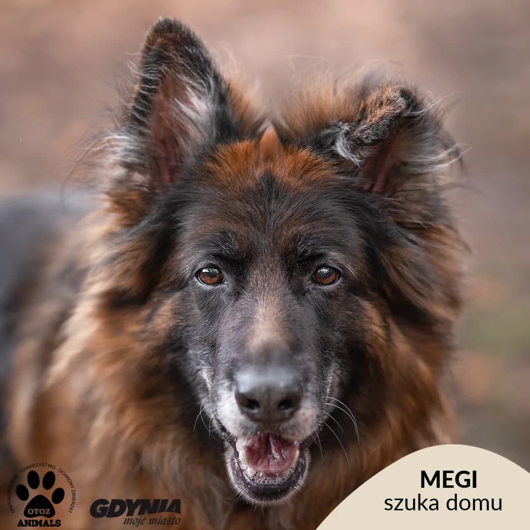 Megi, female senior mixed breed for adoption at Schronisko Ciapkowo Gdynia
