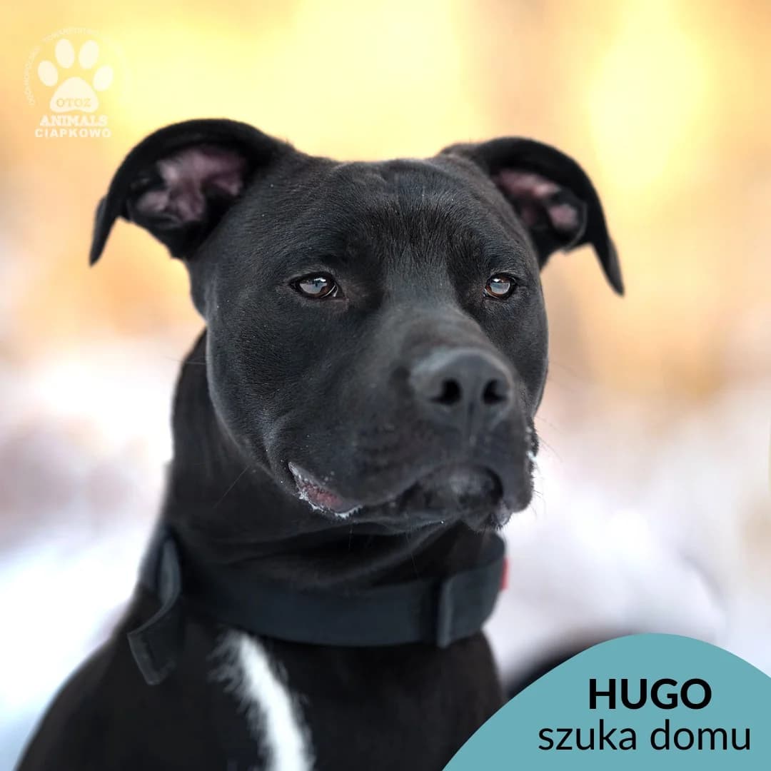 Hugo, male 3yo American Staffordshire Terrier for adoption at Schronisko Ciapkowo Gdynia