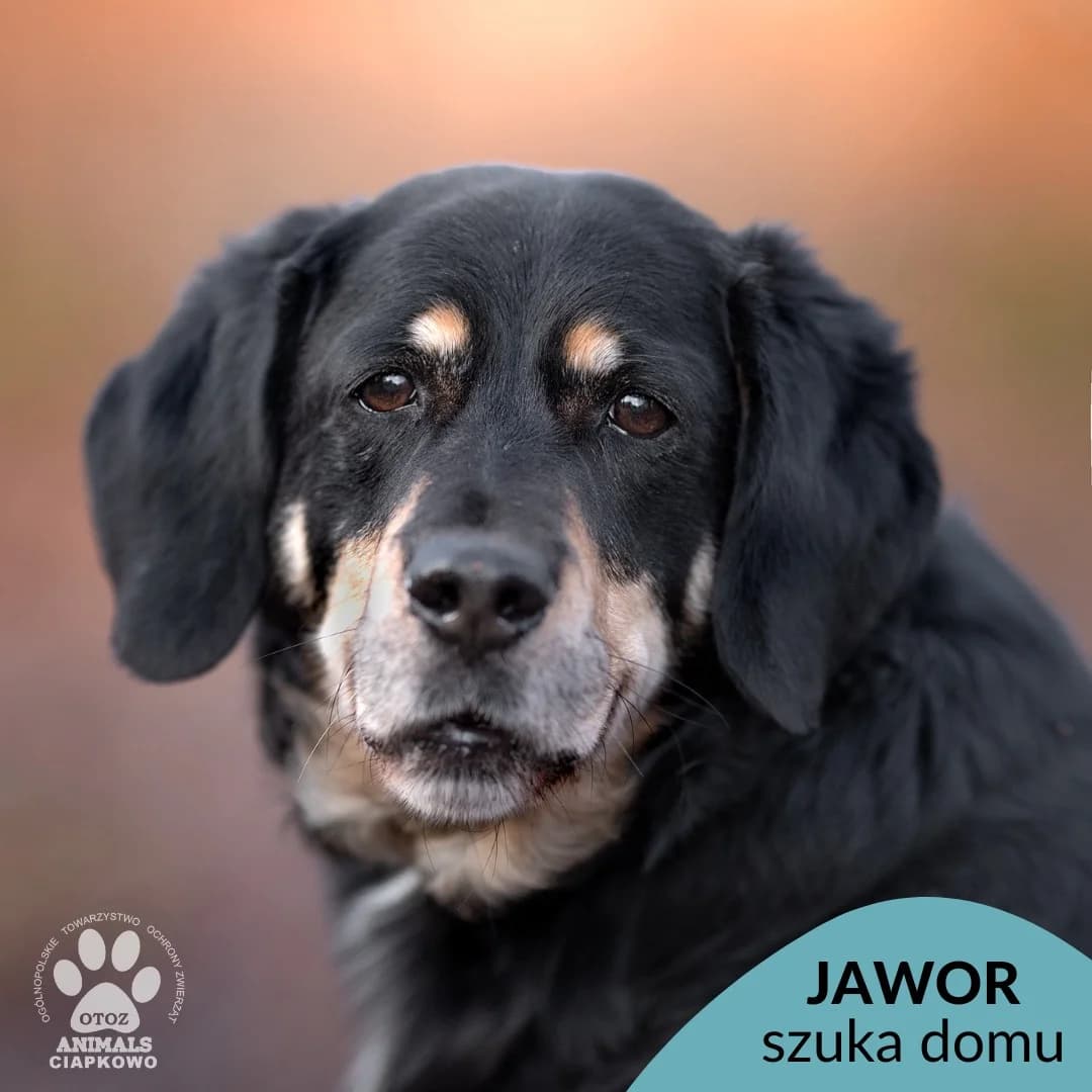 Jawor, male senior mixed breed for adoption at Schronisko Ciapkowo Gdynia