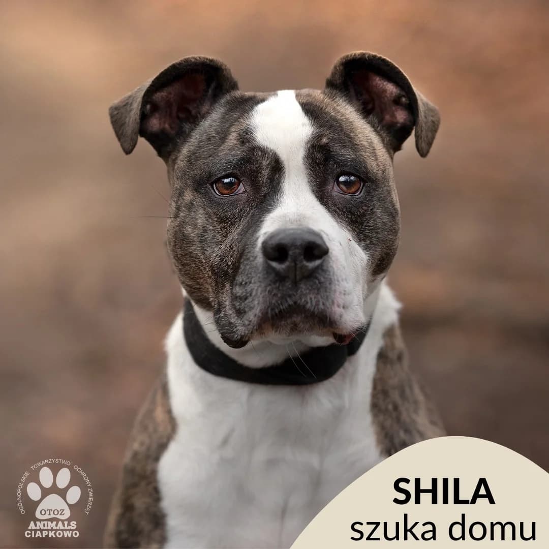 Shila, female senior American Staffordshire Terrier for adoption at Schronisko Ciapkowo Gdynia