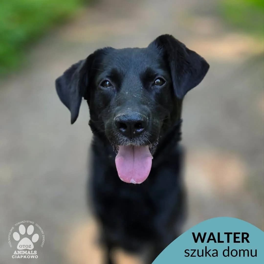 Walter, male senior mixed breed for adoption at Schronisko Ciapkowo Gdynia
