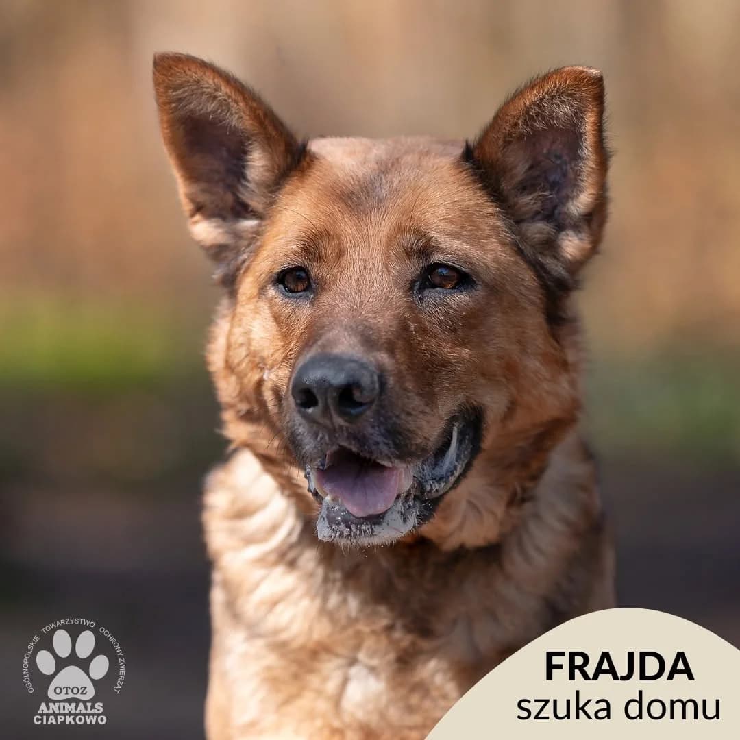 Frajda, female 4yo mixed breed for adoption at Schronisko Ciapkowo Gdynia