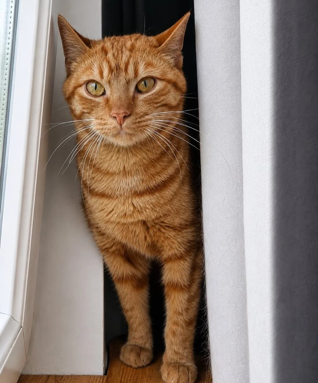 Aladyn, male Mixed Breed Cat for adoption at Fundacja Cieszyński Zwierzogród