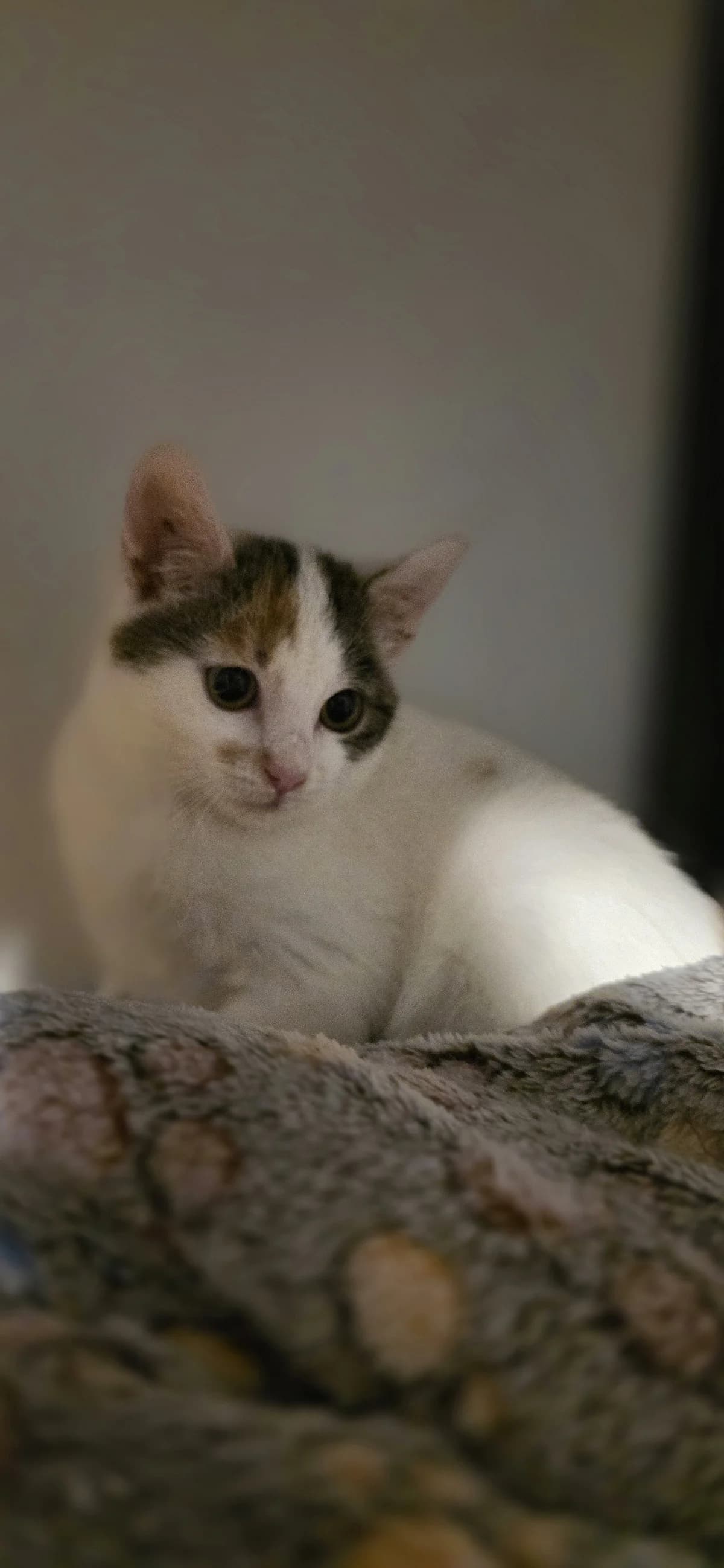Buka, female Mixed Breed Cat for adoption at Fundacja Cieszyński Zwierzogród