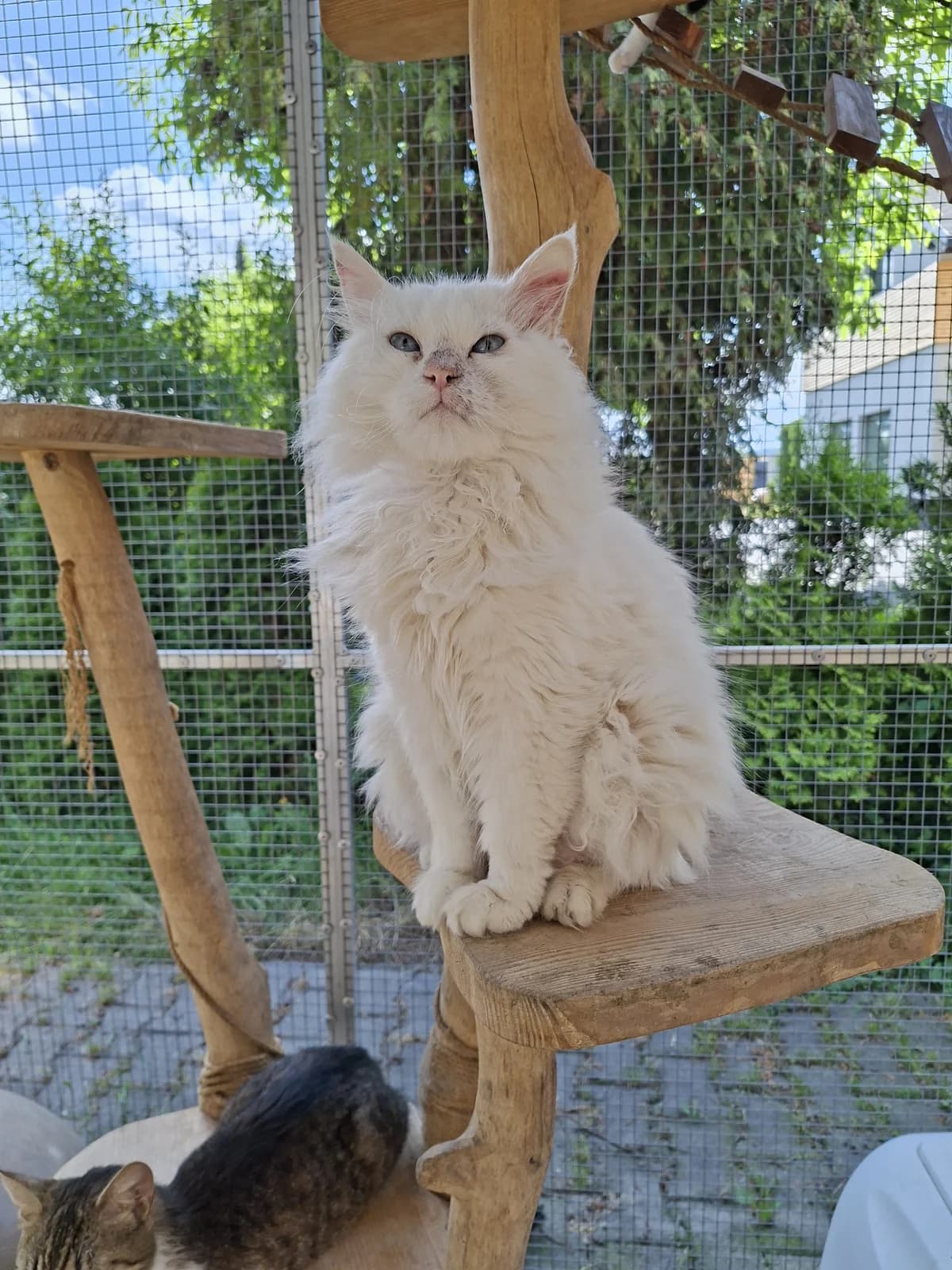 Beethoven, male Mixed Breed Cat for adoption at Fundacja Cieszyński Zwierzogród