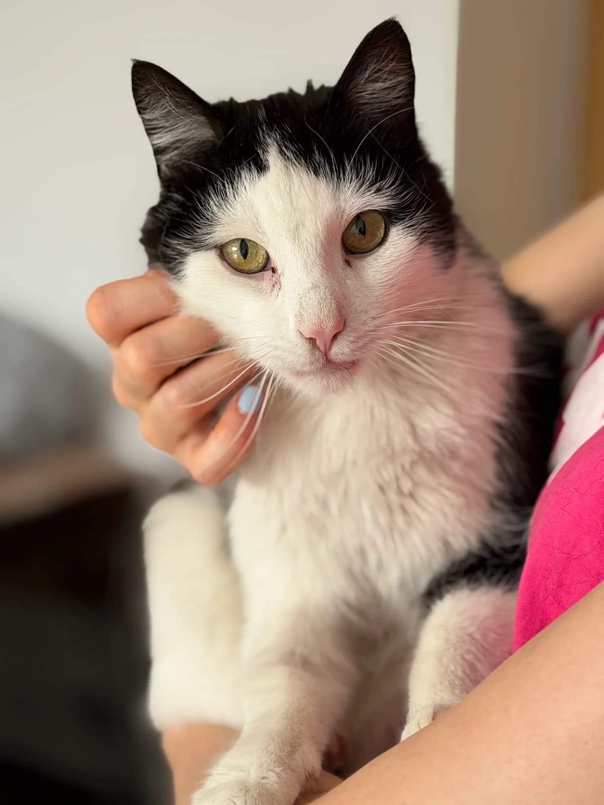 Agrest, male 4yo mixed breed for adoption at Fundacja Dla Zwierząt Animalia Poznań, Poznań