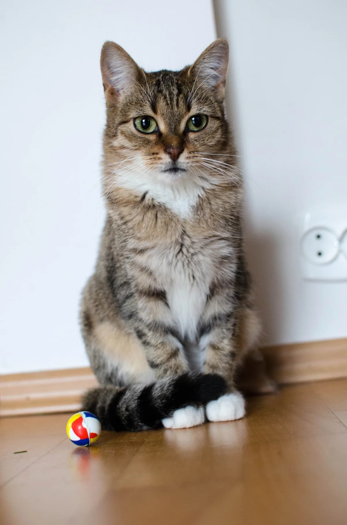 Anabel, female 4yo mixed breed for adoption at Fundacja Dla Zwierząt Animalia Poznań, Poznań