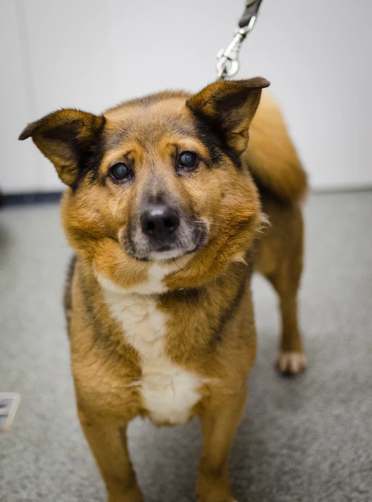 Bakuś, male senior mixed breed for adoption at Fundacja Dla Zwierząt Animalia Poznań, Poznań