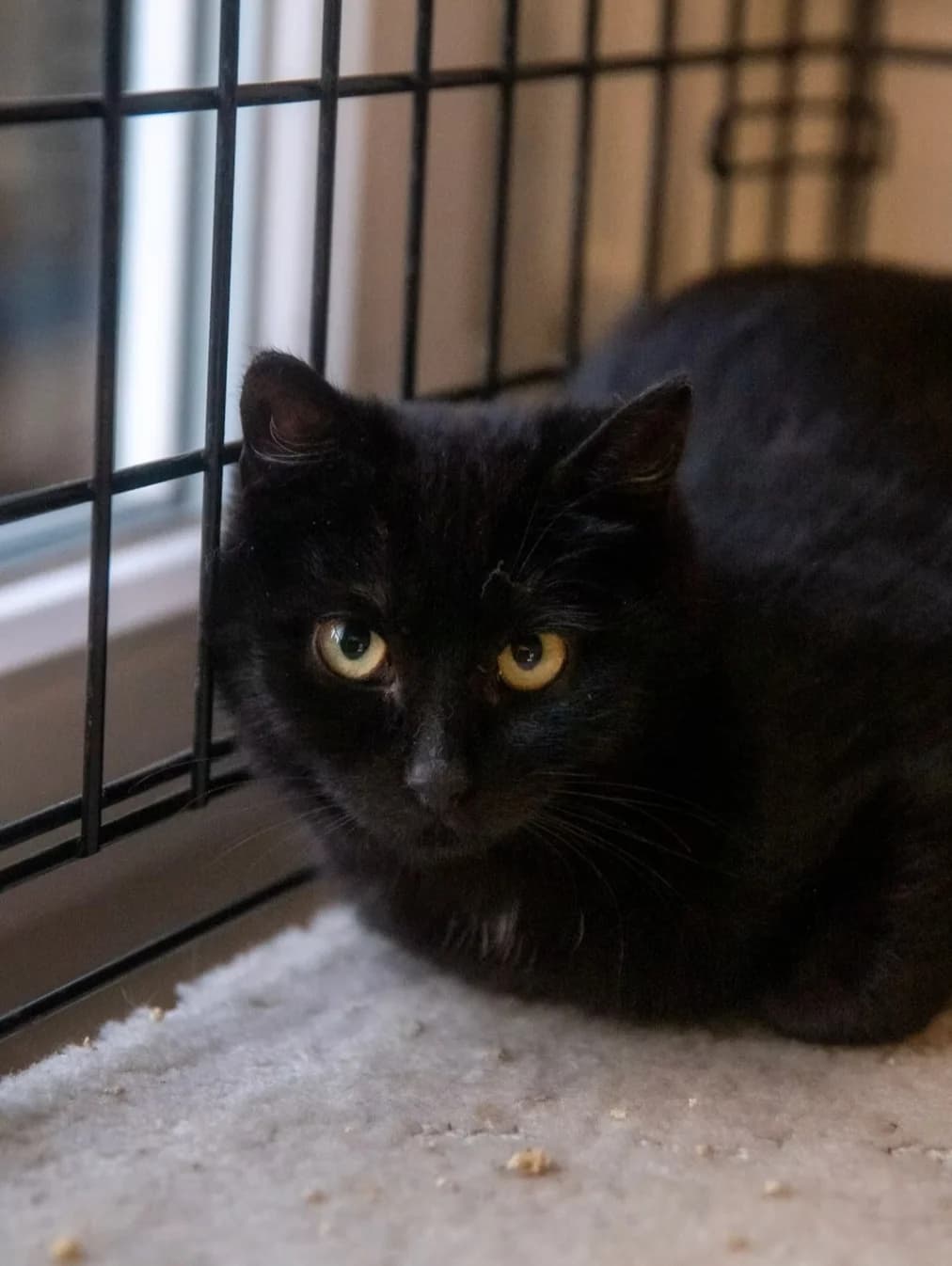 Balbinka, male mixed breed for adoption at Fundacja Dla Zwierząt Animalia Poznań, Poznań