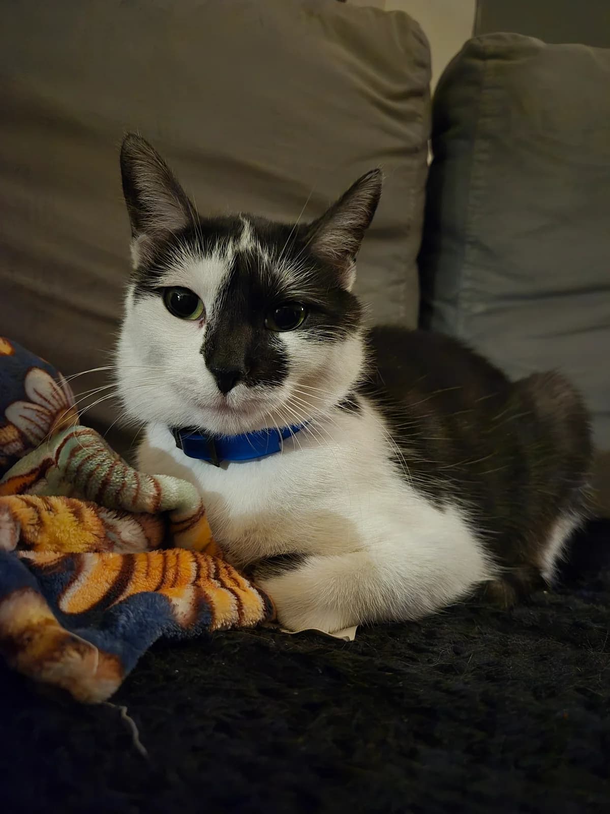 Basia, female young mixed breed for adoption at Fundacja Dla Zwierząt Animalia Poznań, Poznań