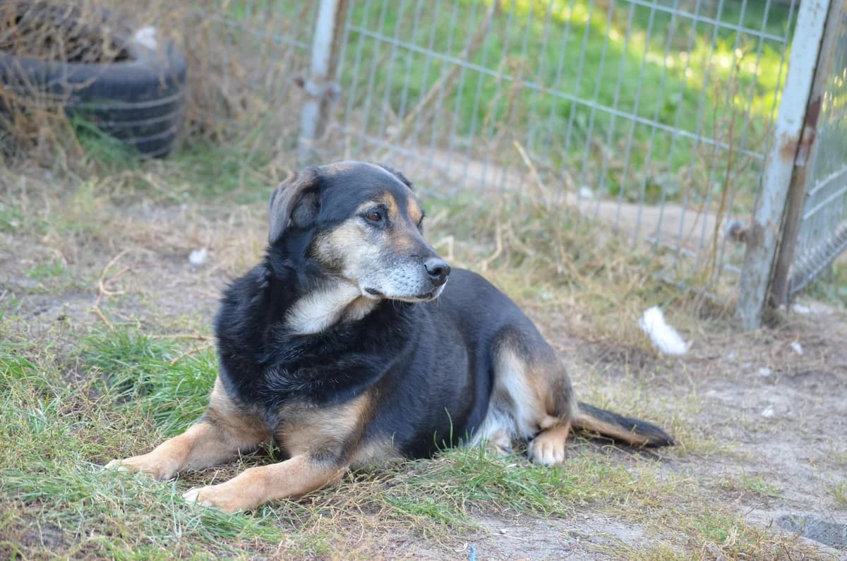 Borus, male senior mixed breed for adoption at Fundacja Dla Zwierząt Animalia Poznań, Poznań