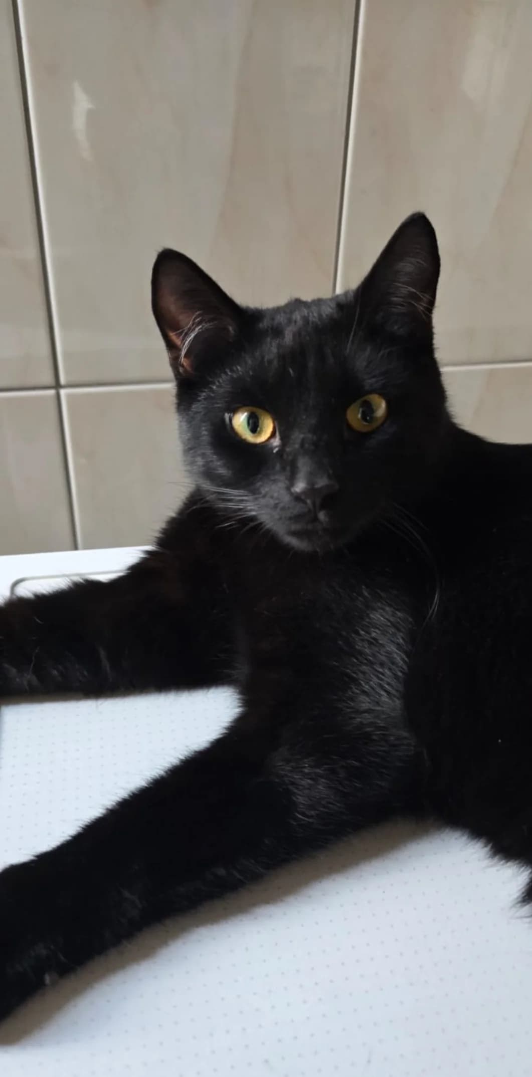 Boruta, male puppy mixed breed for adoption at Fundacja Dla Zwierząt Animalia Poznań, Poznań