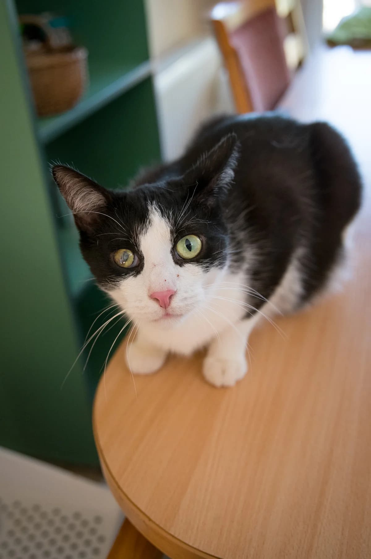 Ćwirek, male 3yo mixed breed for adoption at Fundacja Dla Zwierząt Animalia Poznań, Poznań