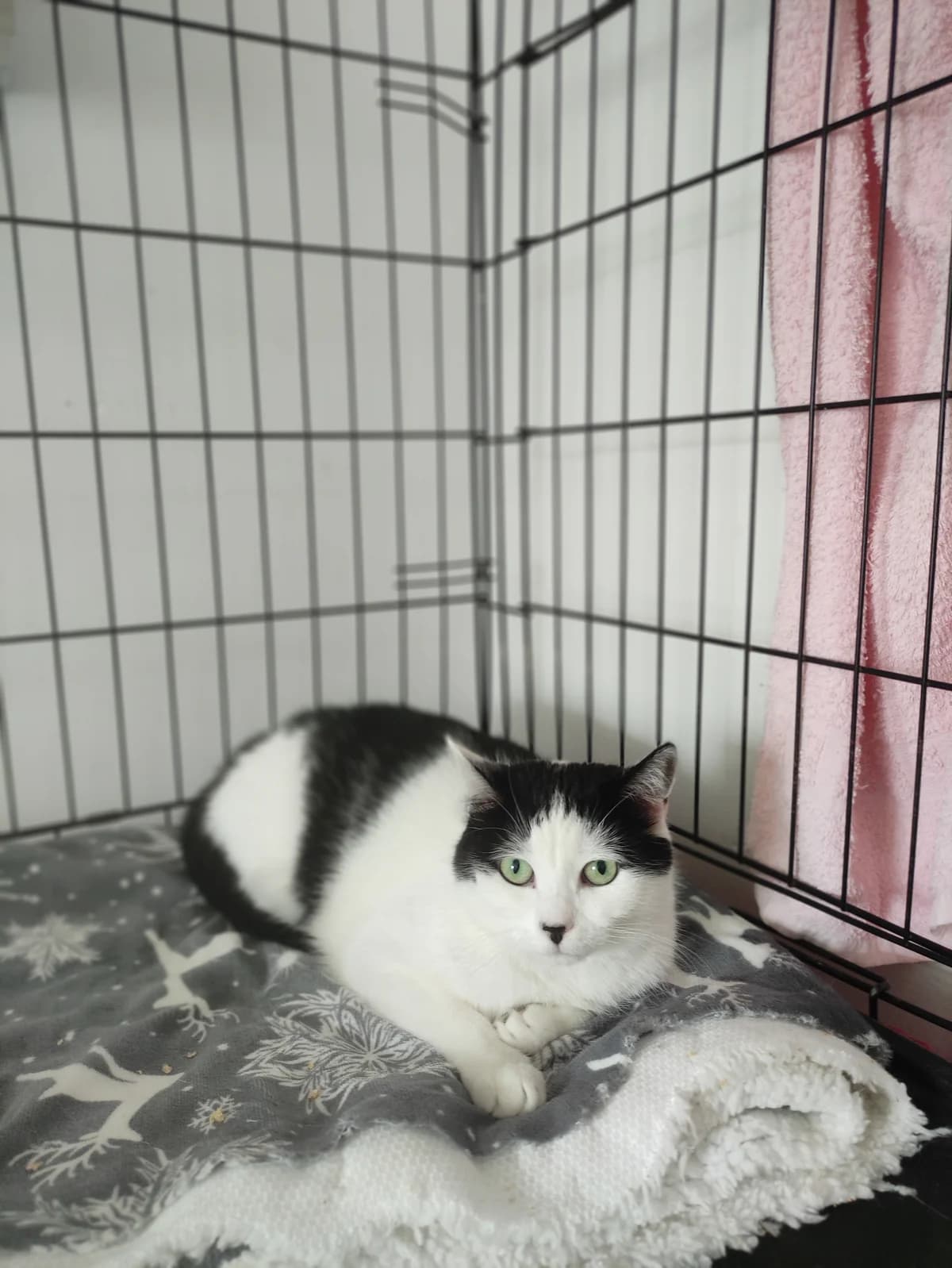 Daisy, female young mixed breed for adoption at Fundacja Dla Zwierząt Animalia Poznań, Poznań