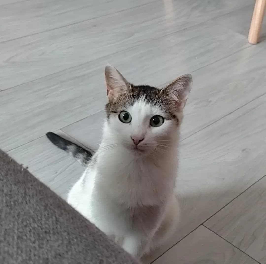 Feta, female young mixed breed for adoption at Fundacja Dla Zwierząt Animalia Poznań, Poznań