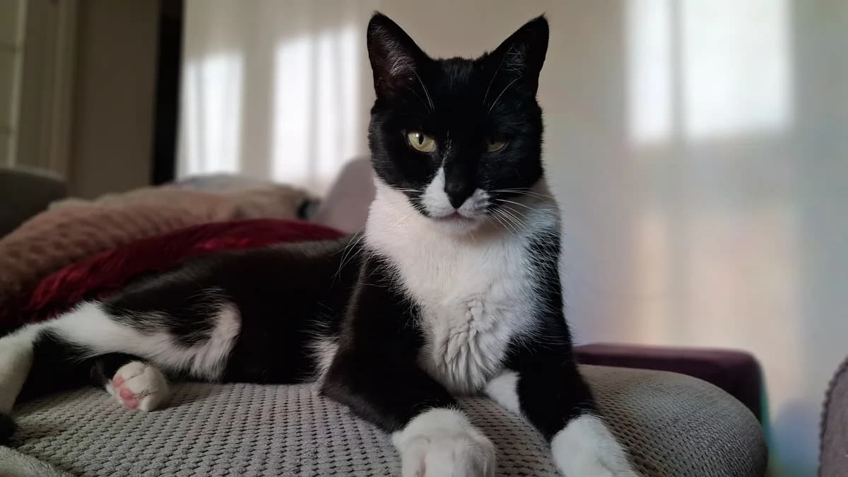 Fifąż, male young mixed breed for adoption at Fundacja Dla Zwierząt Animalia Poznań, Poznań