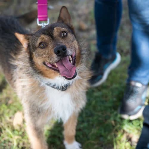 Filip, male 7yo mixed breed for adoption at Fundacja Dla Zwierząt Animalia Poznań, Poznań