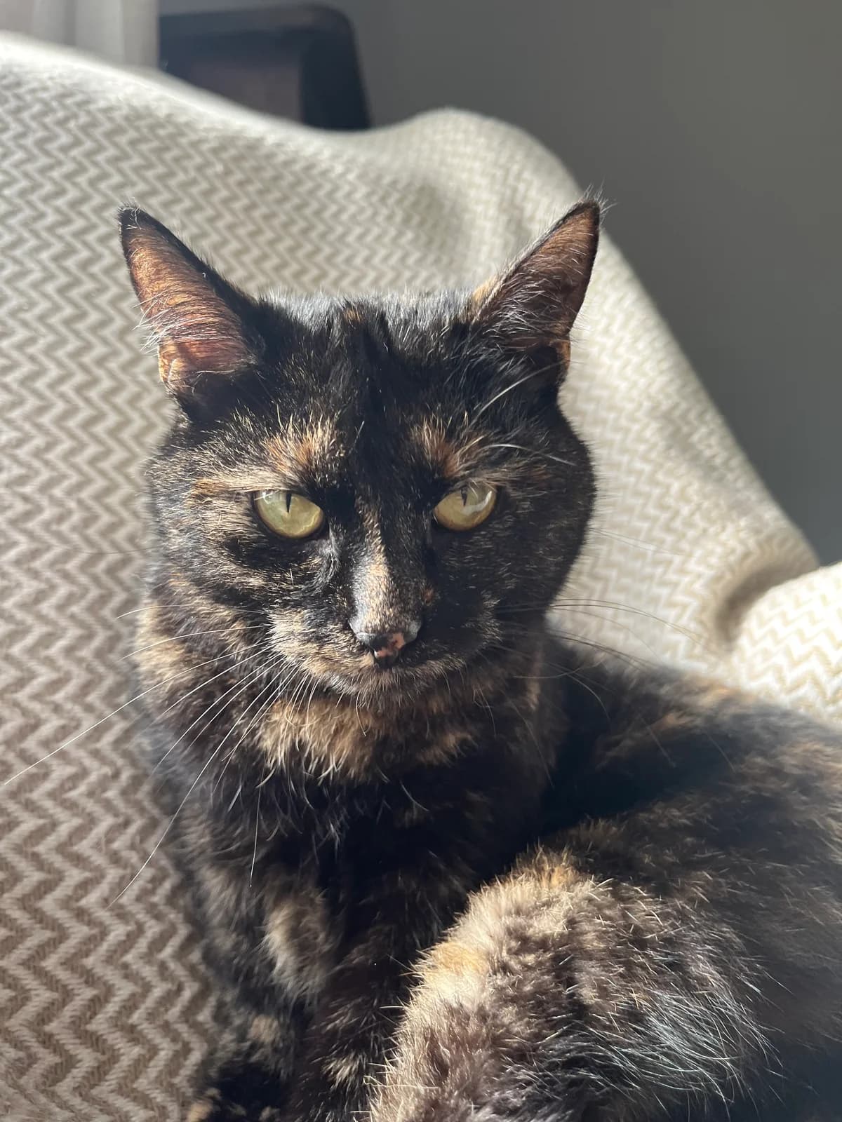 Giza, female 4yo mixed breed for adoption at Fundacja Dla Zwierząt Animalia Poznań, Poznań