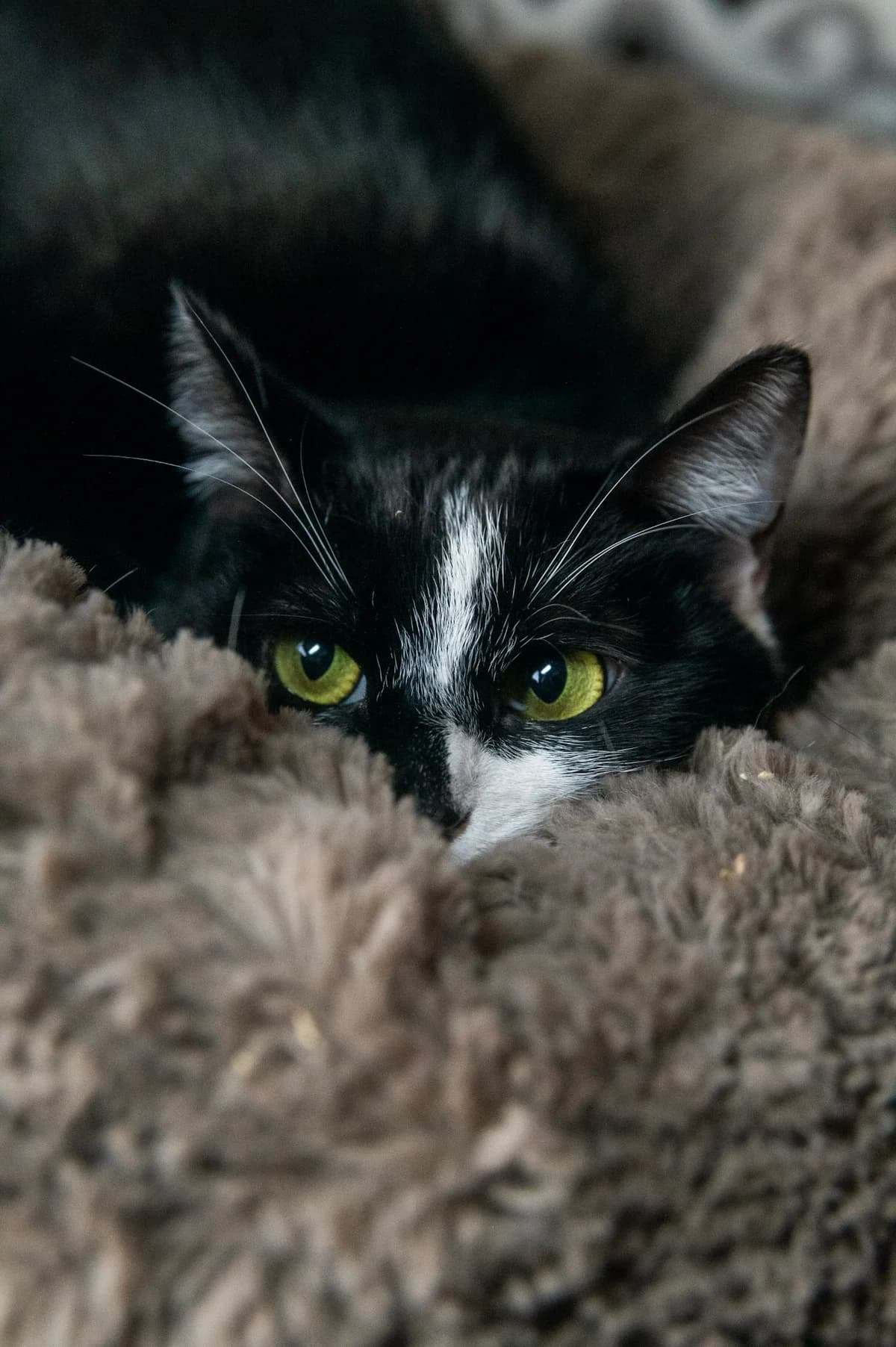 Kantynka, female young mixed breed for adoption at Fundacja Dla Zwierząt Animalia Poznań, Poznań