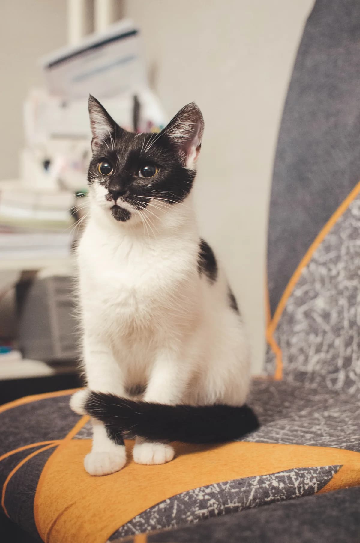 Kiri, female young mixed breed for adoption at Fundacja Dla Zwierząt Animalia Poznań, Poznań