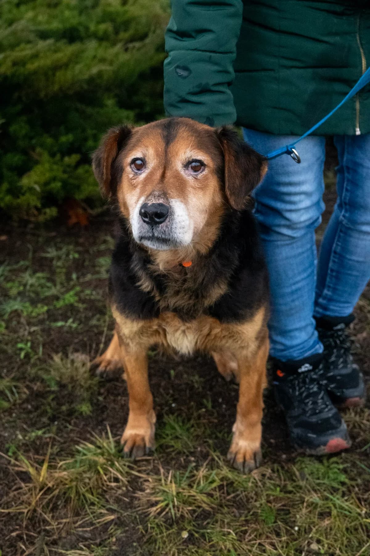 Lola, male 6yo mixed breed for adoption at Fundacja Dla Zwierząt Animalia Poznań, Poznań