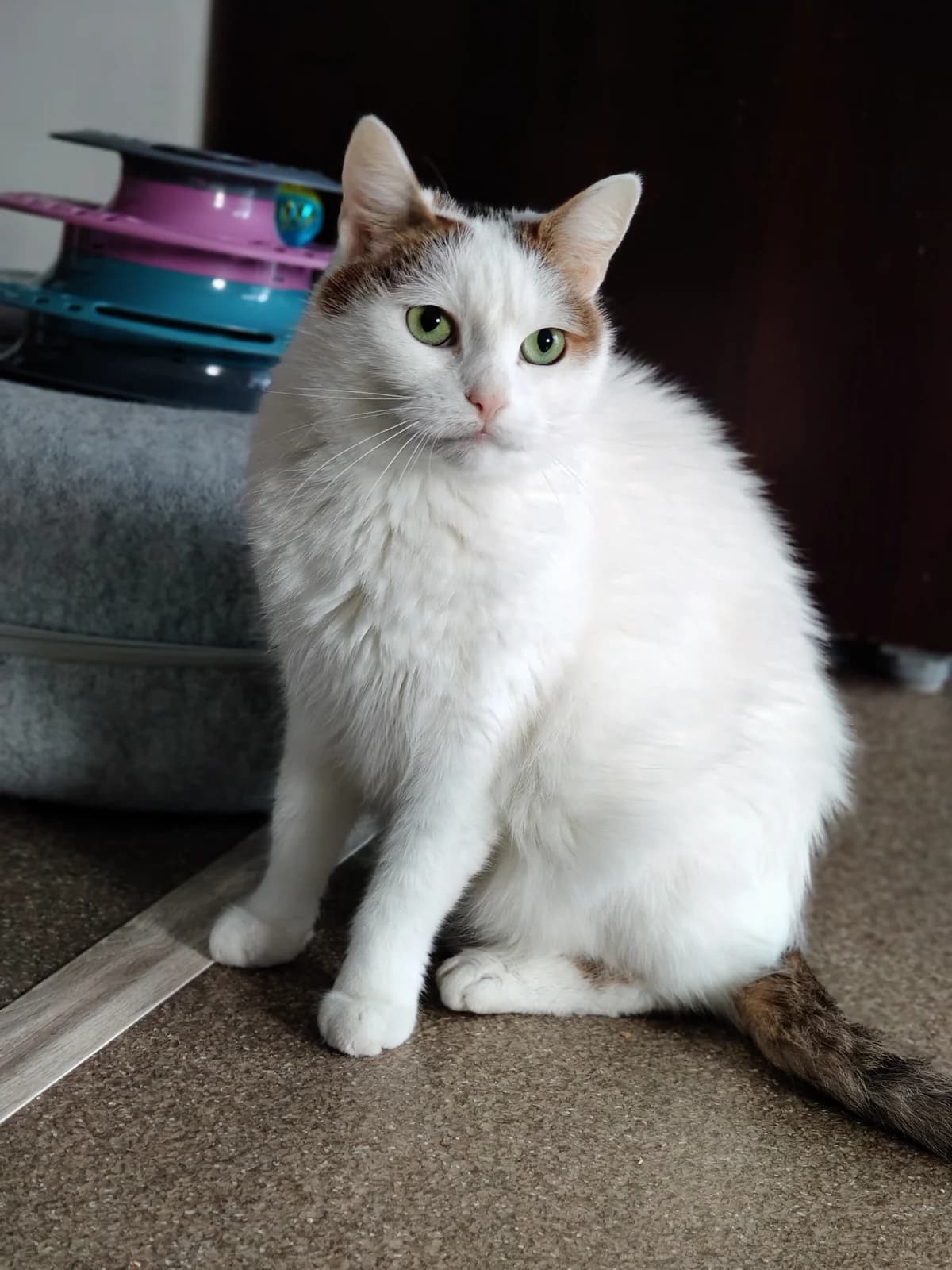 Lucek, male 6yo mixed breed for adoption at Fundacja Dla Zwierząt Animalia Poznań, Poznań