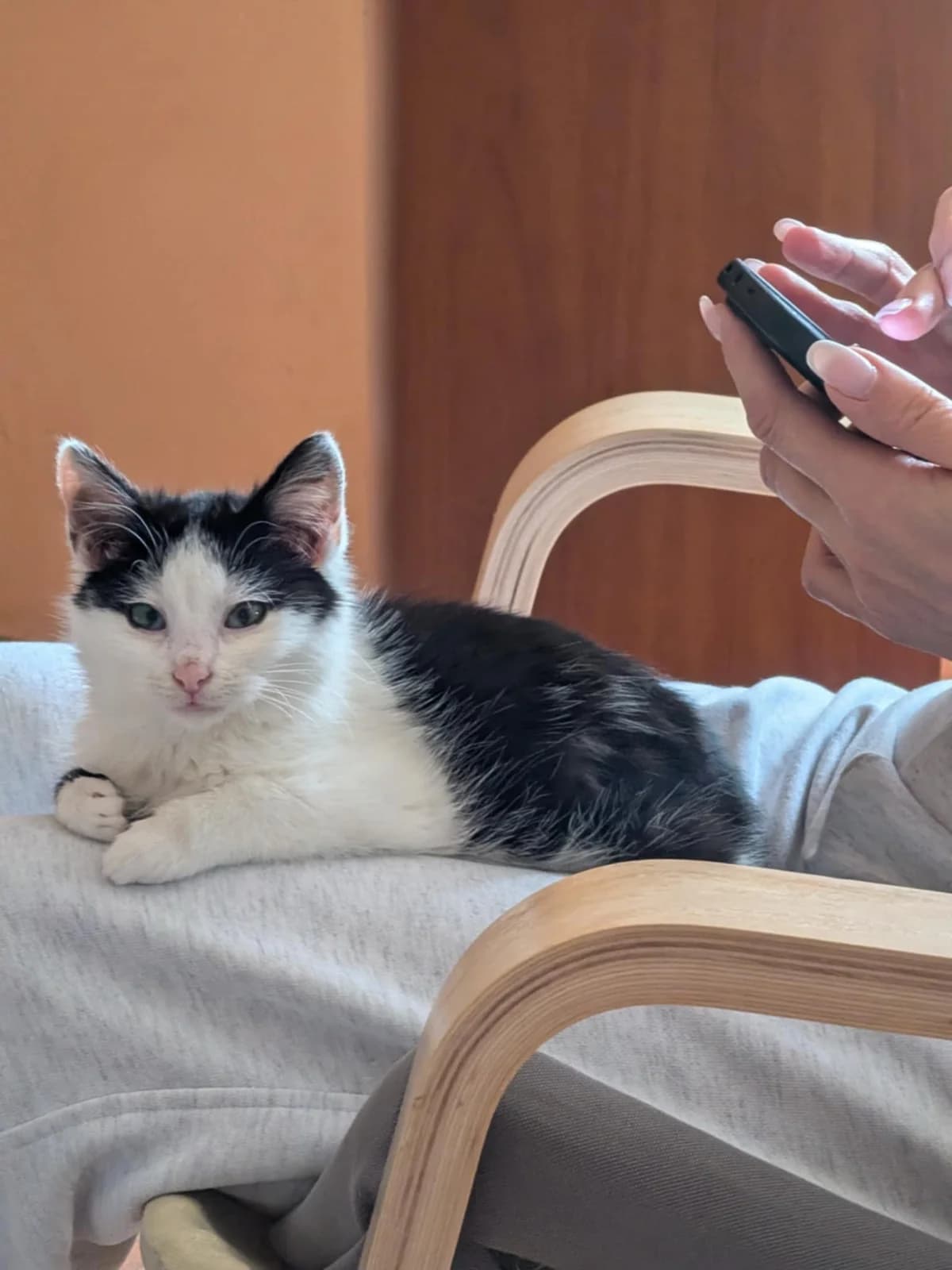 Lucynka, female puppy mixed breed for adoption at Fundacja Dla Zwierząt Animalia Poznań, Poznań