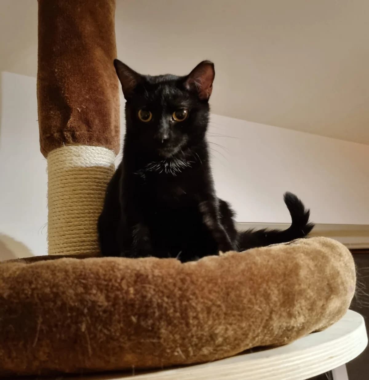 Luka, male 5yo mixed breed for adoption at Fundacja Dla Zwierząt Animalia Poznań, Poznań