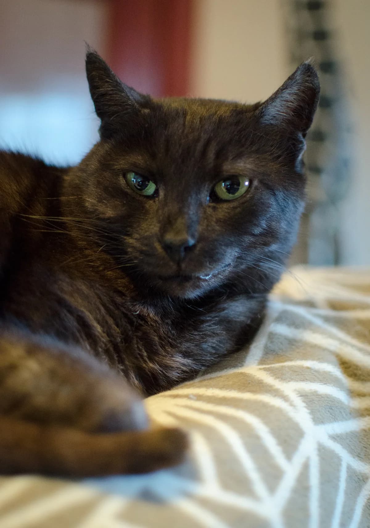 Lutka, female senior mixed breed for adoption at Fundacja Dla Zwierząt Animalia Poznań, Poznań