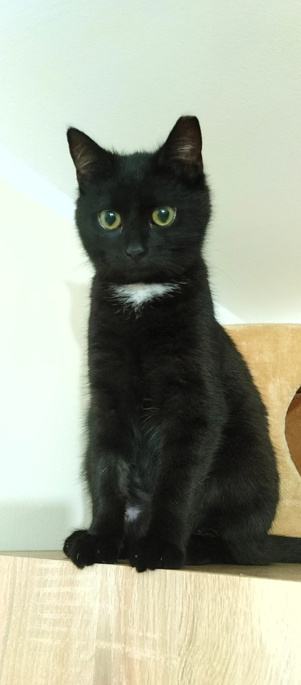 Malinka, male puppy mixed breed for adoption at Fundacja Dla Zwierząt Animalia Poznań, Poznań